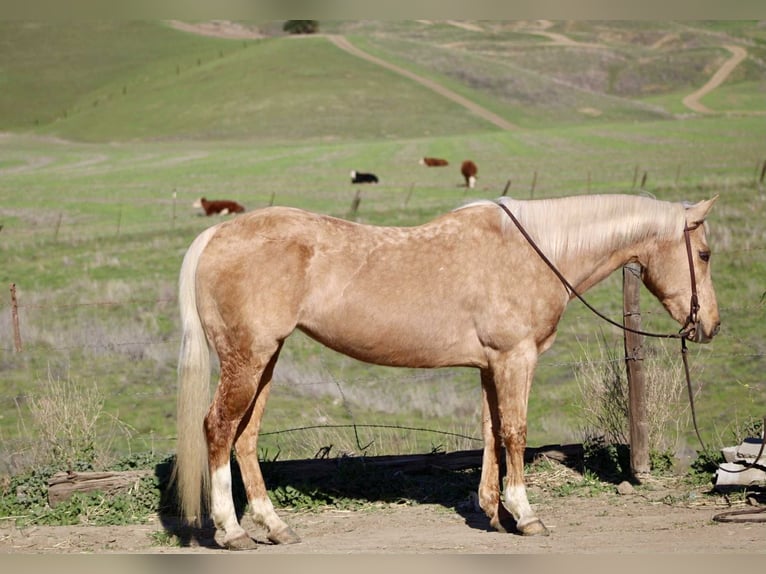 American Quarter Horse Merrie 10 Jaar Palomino in Bitterwater, Ca