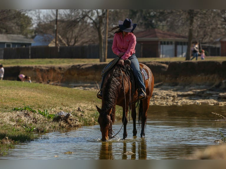 American Quarter Horse Merrie 10 Jaar Roodbruin in Stephenville Tx