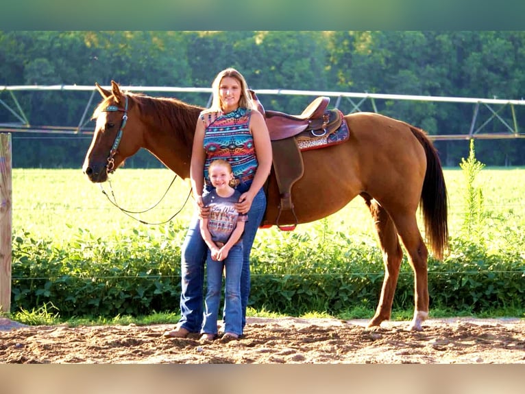 American Quarter Horse Merrie 10 Jaar Roodvos in Saint Joe