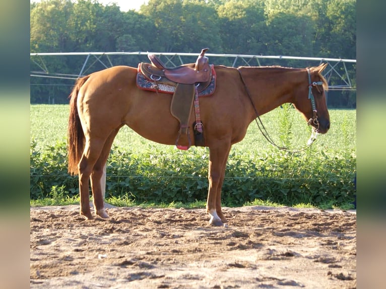 American Quarter Horse Merrie 10 Jaar Roodvos in Saint Joe