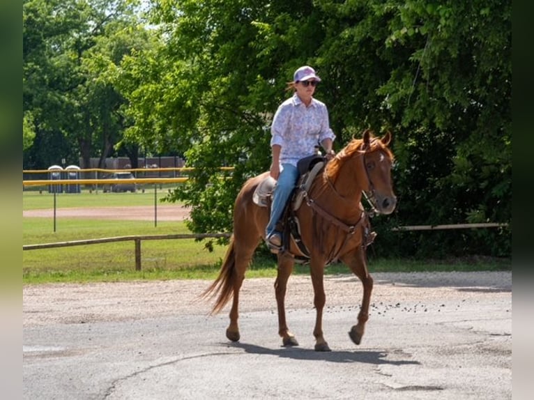 American Quarter Horse Merrie 10 Jaar Roodvos in Stephenville