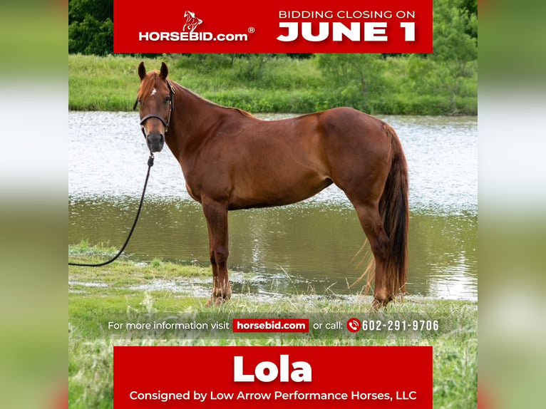 American Quarter Horse Merrie 10 Jaar Roodvos in Stephenville