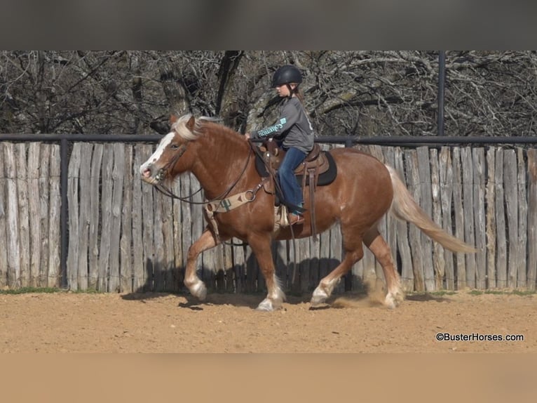 American Quarter Horse Merrie 10 Jaar Roodvos in Weatherford TX