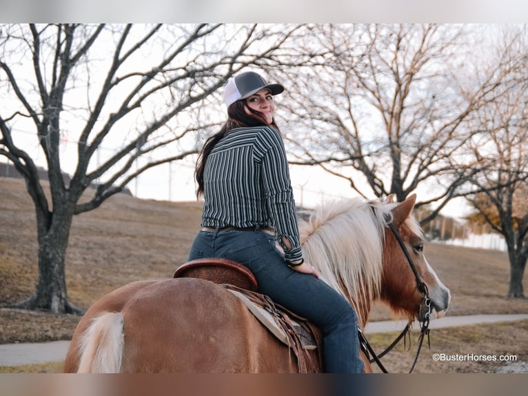 American Quarter Horse Merrie 10 Jaar Roodvos in Weatherford TX