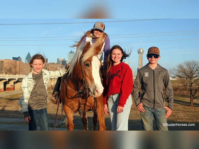 American Quarter Horse Merrie 10 Jaar Roodvos in Weatherford TX