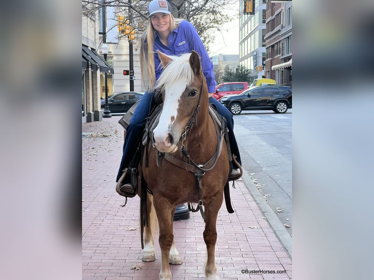 American Quarter Horse Merrie 10 Jaar Roodvos in Weatherford TX