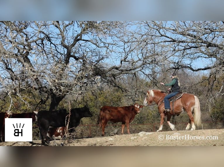 American Quarter Horse Merrie 10 Jaar Roodvos in Weatherford TX