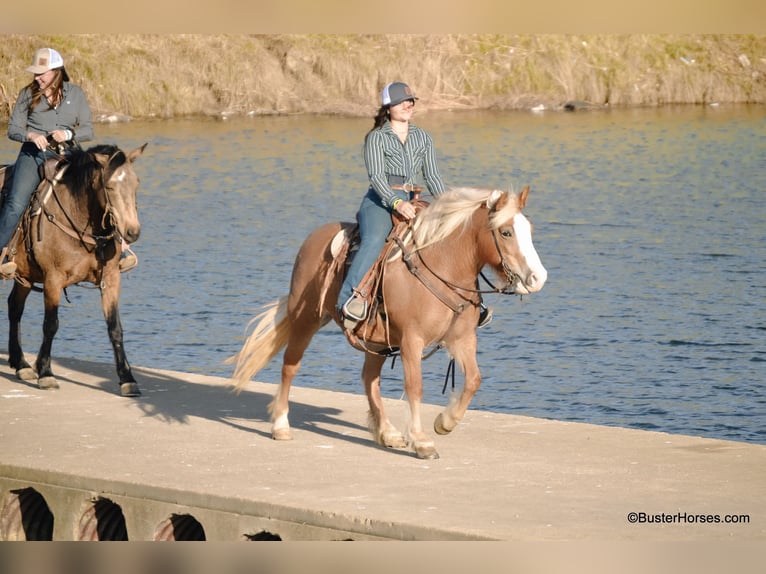 American Quarter Horse Merrie 10 Jaar Roodvos in Weatherford TX