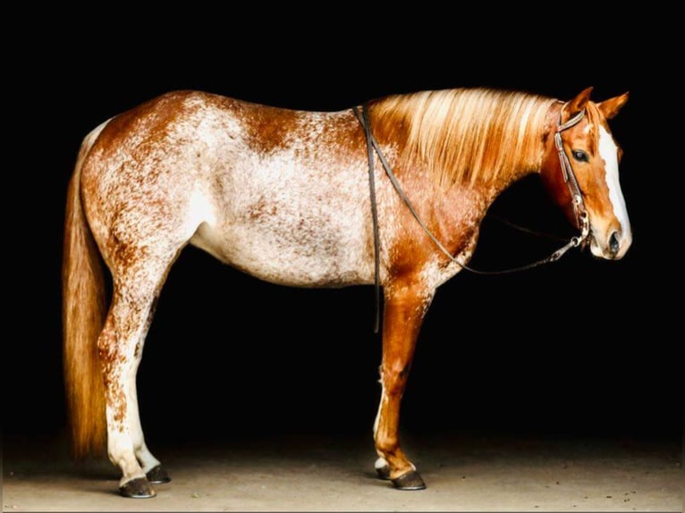 American Quarter Horse Merrie 10 Jaar Sabino in Hugo, WI