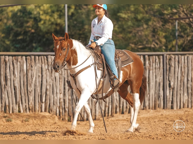 American Quarter Horse Merrie 10 Jaar Tobiano-alle-kleuren in Weatherford TX