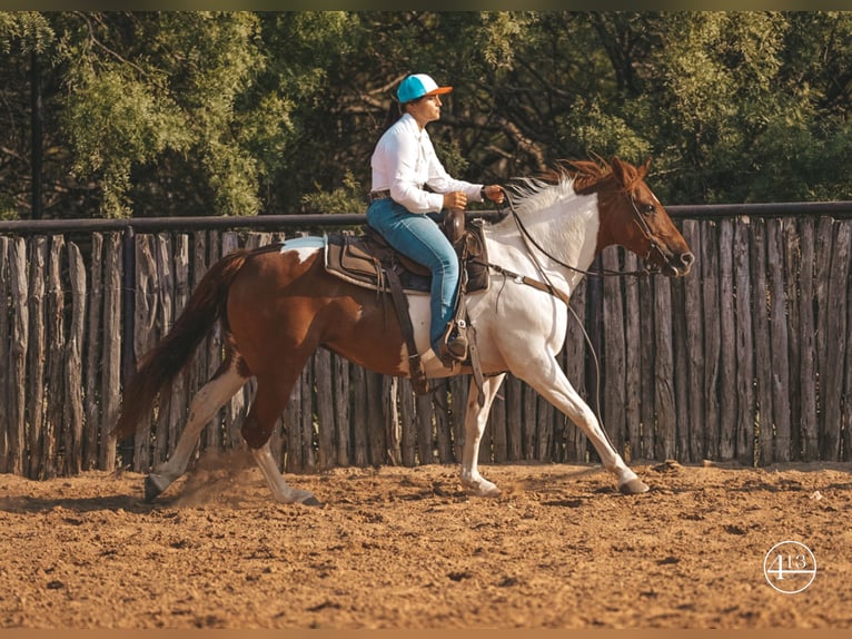 American Quarter Horse Merrie 10 Jaar Tobiano-alle-kleuren in Weatherford TX