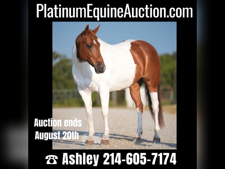 American Quarter Horse Merrie 10 Jaar Tobiano-alle-kleuren in Weatherford TX