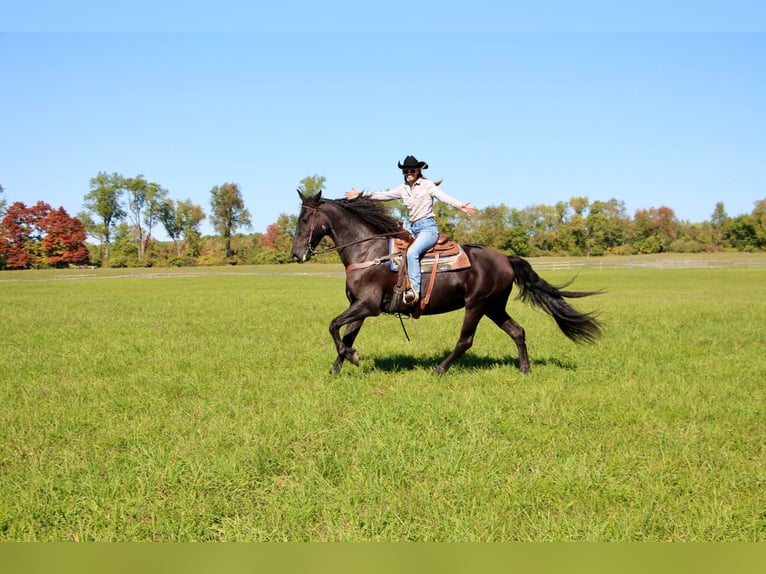 American Quarter Horse Merrie 10 Jaar Zwart in Highland MI