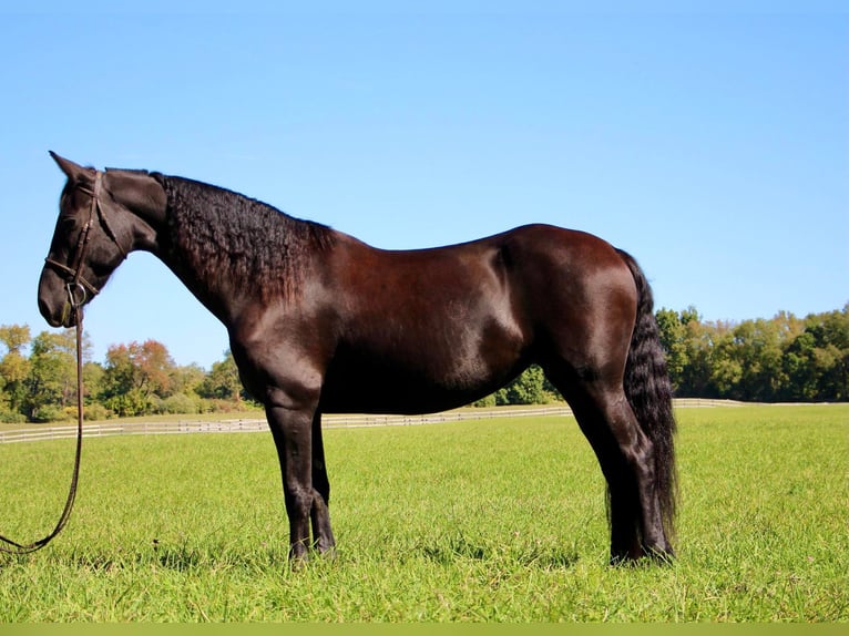 American Quarter Horse Merrie 10 Jaar Zwart in Highland MI