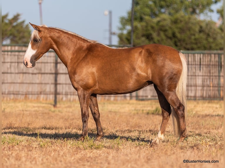American Quarter Horse Merrie 11 Jaar 132 cm Palomino in Weatherford TX