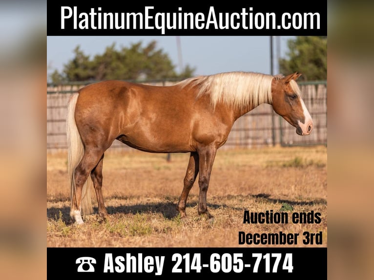 American Quarter Horse Merrie 11 Jaar 132 cm Palomino in Weatherford TX