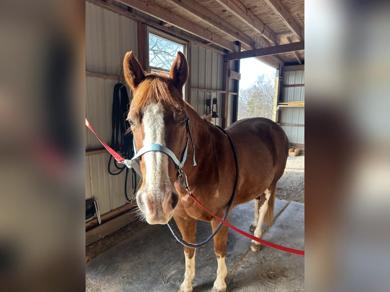 American Quarter Horse Merrie 11 Jaar 134 cm Roan-Red in Crestwood