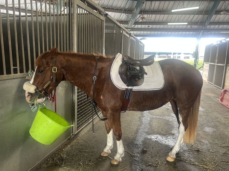 American Quarter Horse Merrie 11 Jaar 134 cm Roan-Red in Crestwood