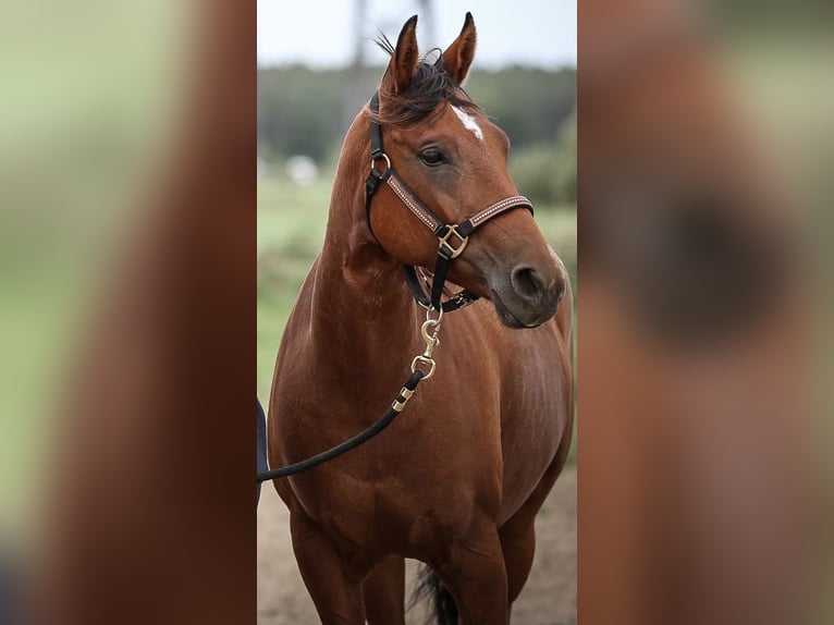 American Quarter Horse Merrie 11 Jaar 140 cm Lichtbruin in Fehrbellin Protzen