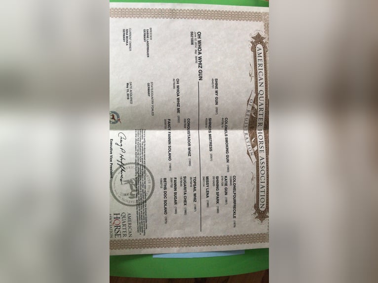 American Quarter Horse Merrie 11 Jaar 140 cm Lichtbruin in Fehrbellin Protzen