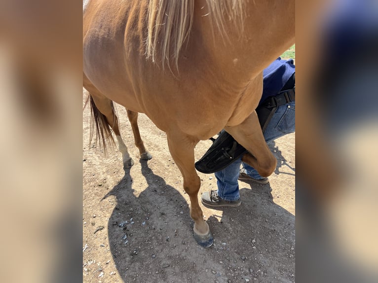 American Quarter Horse Merrie 11 Jaar 142 cm in Wellington