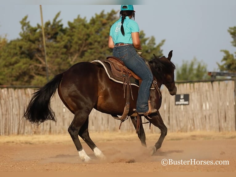 American Quarter Horse Merrie 11 Jaar 142 cm Zwart in weatherford TX
