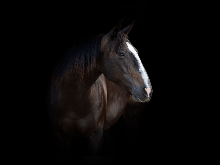 American Quarter Horse Merrie 11 Jaar 142 cm Zwart in weatherford TX