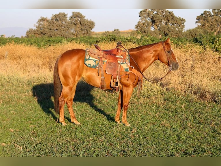 American Quarter Horse Merrie 11 Jaar 145 cm Donkere-vos in Waterford, CA