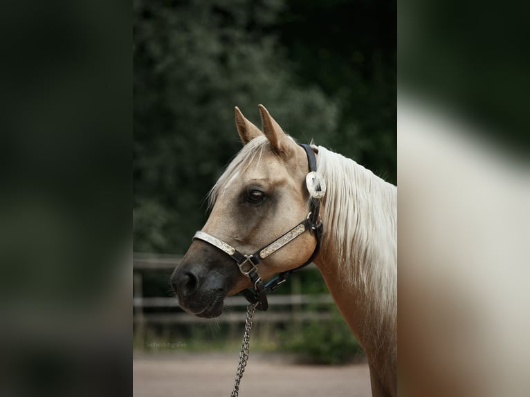 American Quarter Horse Merrie 11 Jaar 145 cm Palomino in kemnath