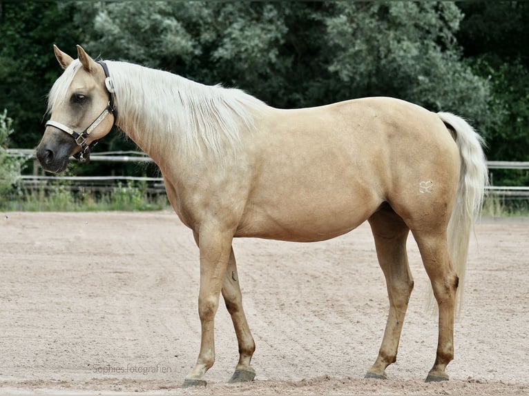 American Quarter Horse Merrie 11 Jaar 145 cm Palomino in kemnath
