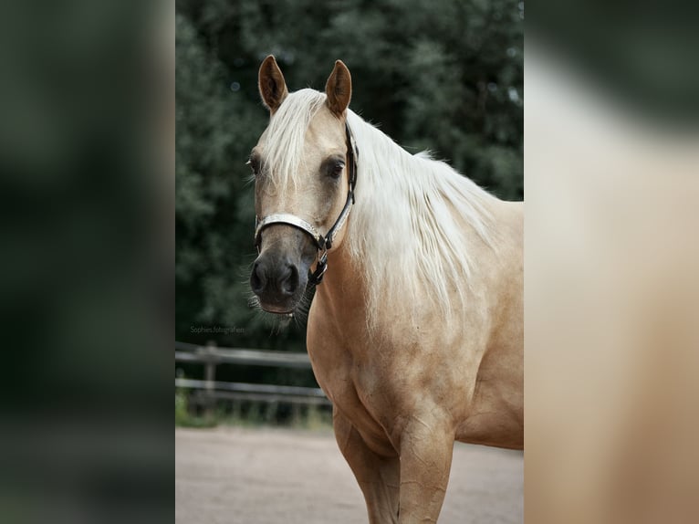 American Quarter Horse Merrie 11 Jaar 145 cm Palomino in kemnath