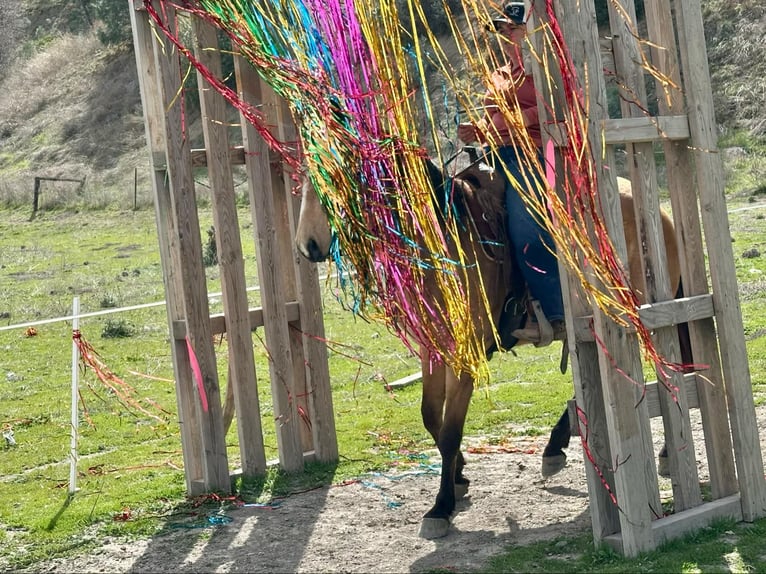 American Quarter Horse Merrie 11 Jaar 147 cm Buckskin in Bitterwater CA