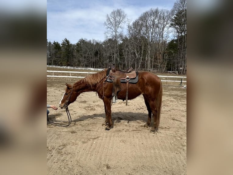 American Quarter Horse Merrie 11 Jaar 147 cm Donkere-vos in Middleboro