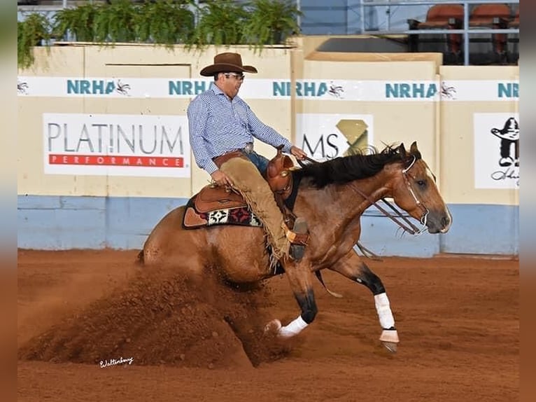 American Quarter Horse Merrie 11 Jaar 148 cm Buckskin in Waldshut-Tiengen