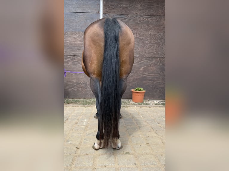 American Quarter Horse Merrie 11 Jaar 150 cm Bruin in Losheim am See