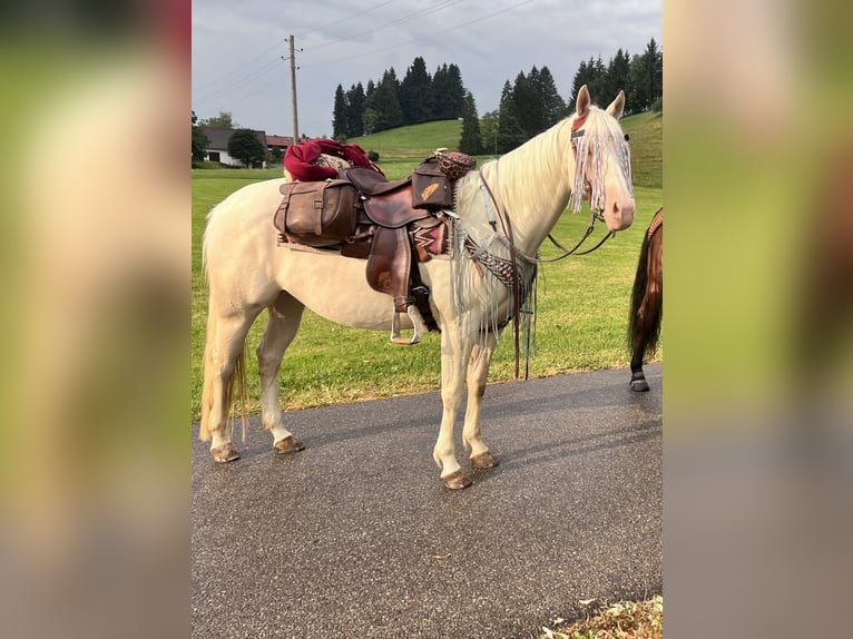 American Quarter Horse Merrie 11 Jaar 150 cm Cremello in Buchenberg