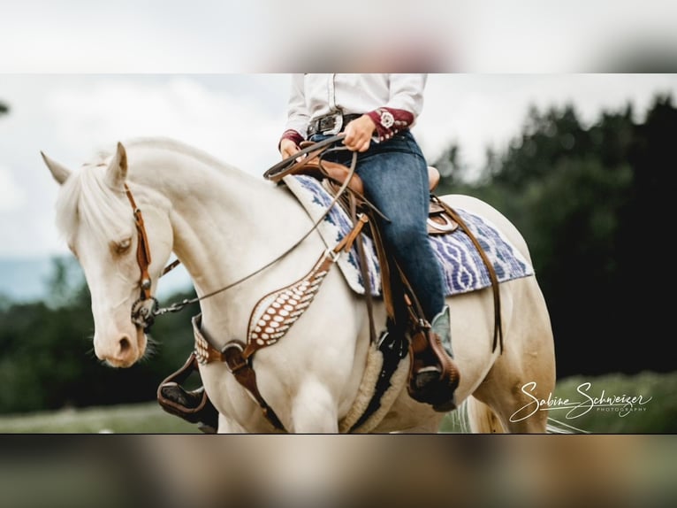 American Quarter Horse Merrie 11 Jaar 150 cm Cremello in Buchenberg