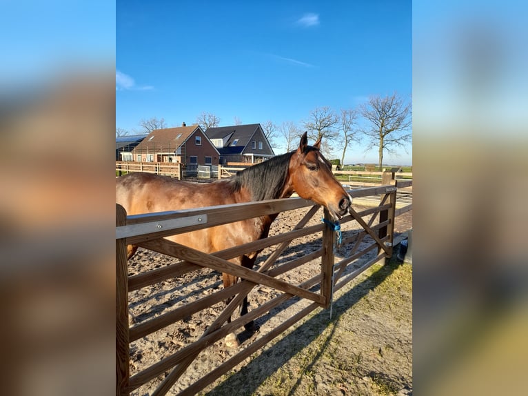 American Quarter Horse Merrie 11 Jaar 150 cm Donkerbruin in Oldebroek
