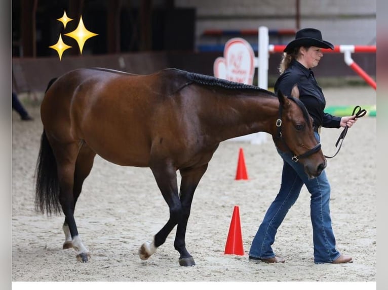 American Quarter Horse Merrie 11 Jaar 150 cm Donkerbruin in Oldebroek