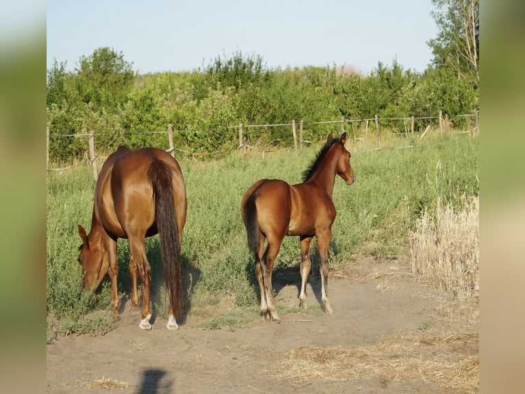 American Quarter Horse Merrie 11 Jaar 150 cm  in Ruzsa