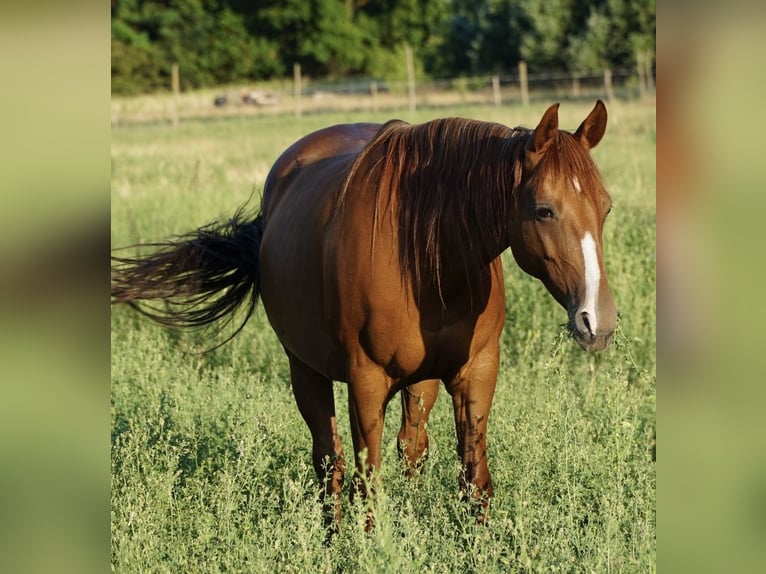 American Quarter Horse Merrie 11 Jaar 150 cm  in Ruzsa
