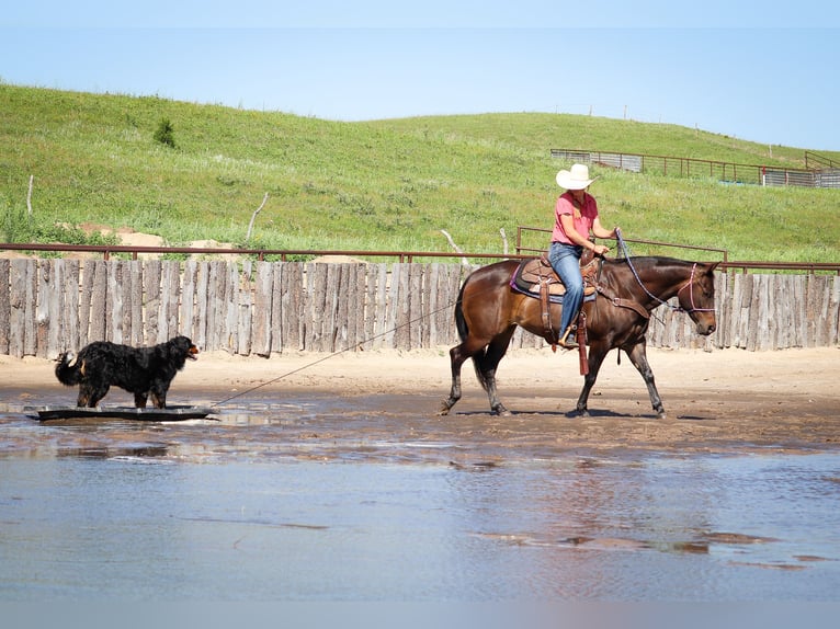 American Quarter Horse Merrie 11 Jaar 150 cm Roodbruin in Thedford, NE