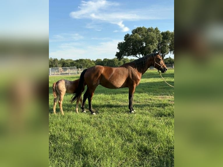 American Quarter Horse Merrie 11 Jaar 150 cm Roodbruin in Hearne