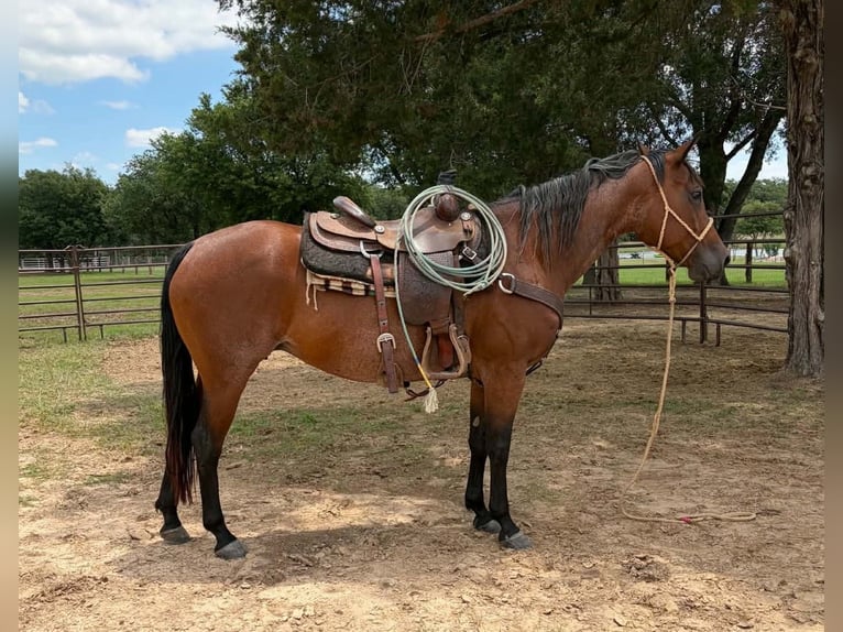 American Quarter Horse Merrie 11 Jaar 150 cm Roodbruin in Hearne