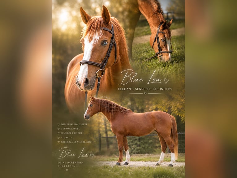 American Quarter Horse Mix Merrie 11 Jaar 150 cm Vos in Linz