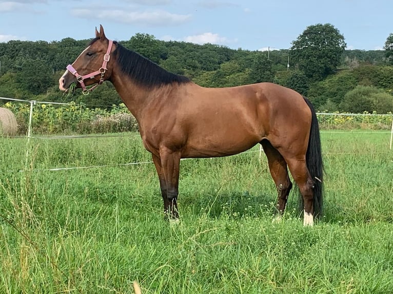 American Quarter Horse Merrie 11 Jaar 152 cm Bruin in Gießen