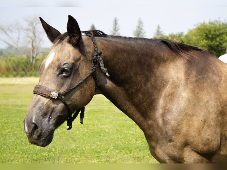 American Quarter Horse Merrie 11 Jaar 152 cm Buckskin in Battle Creek