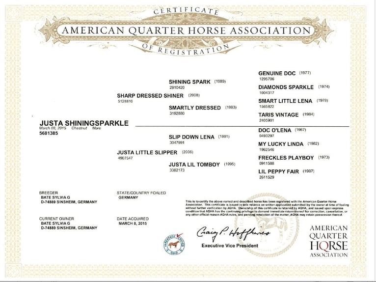 American Quarter Horse Merrie 11 Jaar 152 cm Donkere-vos in Sinsheim