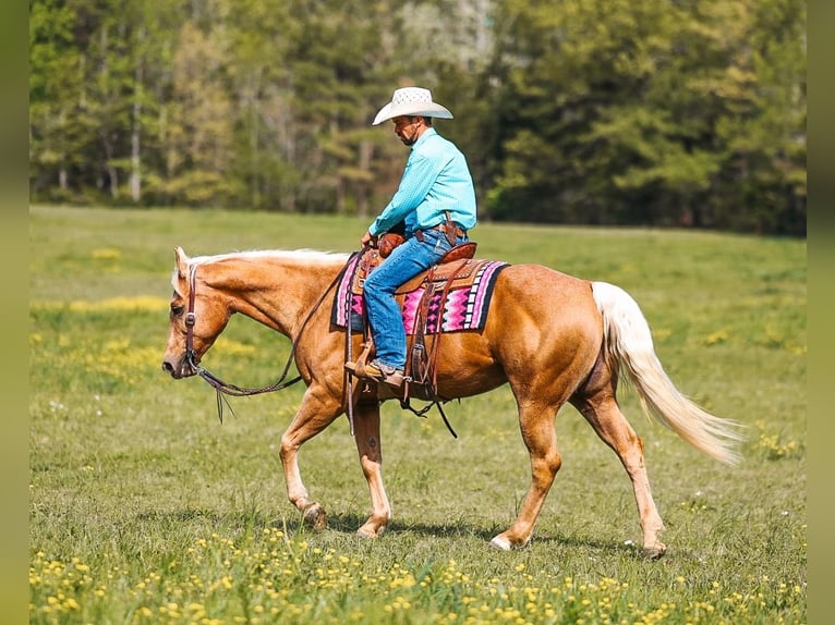 American Quarter Horse Merrie 11 Jaar 152 cm Palomino in Lyles