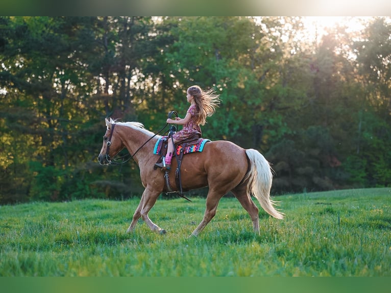 American Quarter Horse Merrie 11 Jaar 152 cm Palomino in Lyles